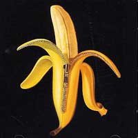 The Dandy Warhols