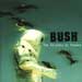 bush